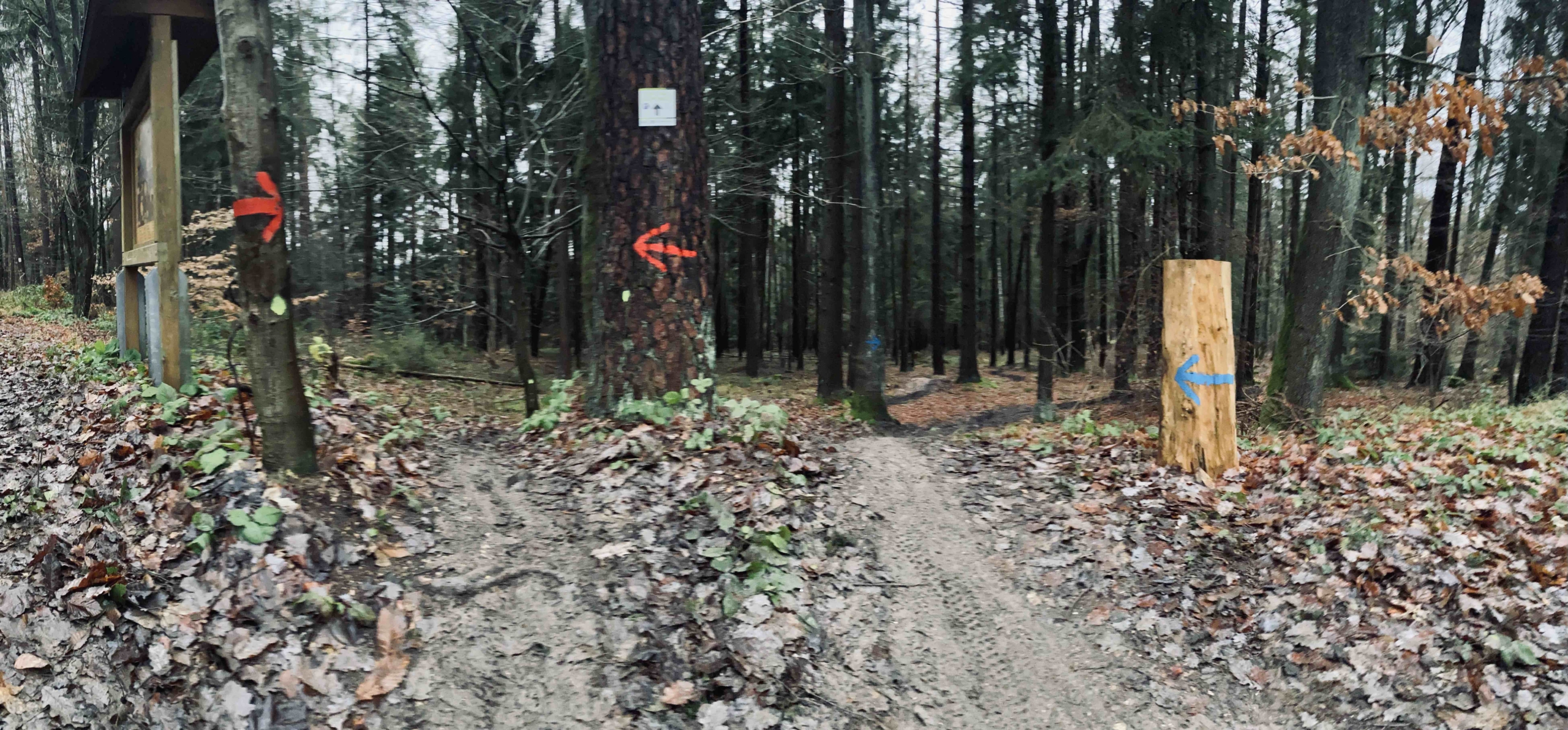 Die Mountainbike-Trails am Krappenberg in Lichtenfels stehen in zwei verschiedenen Schwierigkeitsstufen zur Verfügung