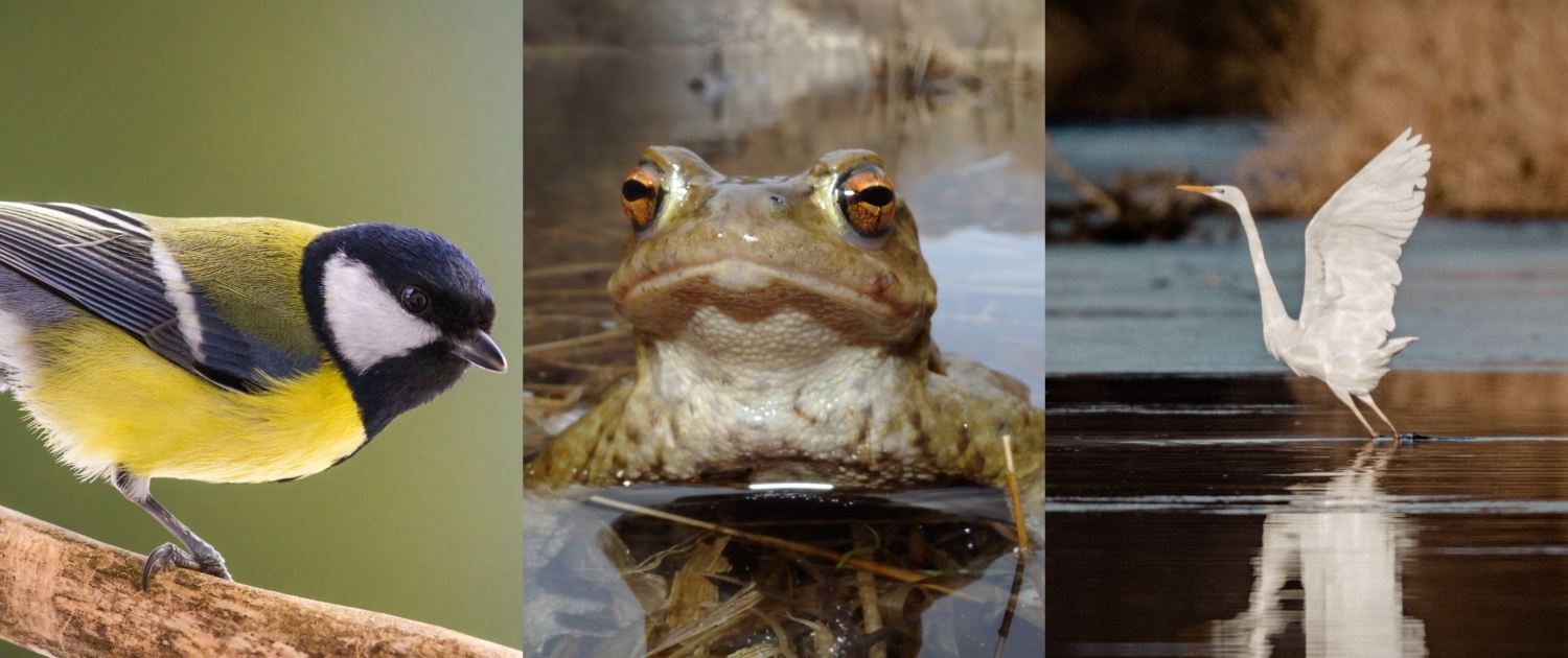 Vögel und Amphibien können im Februar und März in der Natur gut beobachtet werden.