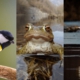 Vögel und Amphibien können im Februar und März in der Natur gut beobachtet werden.