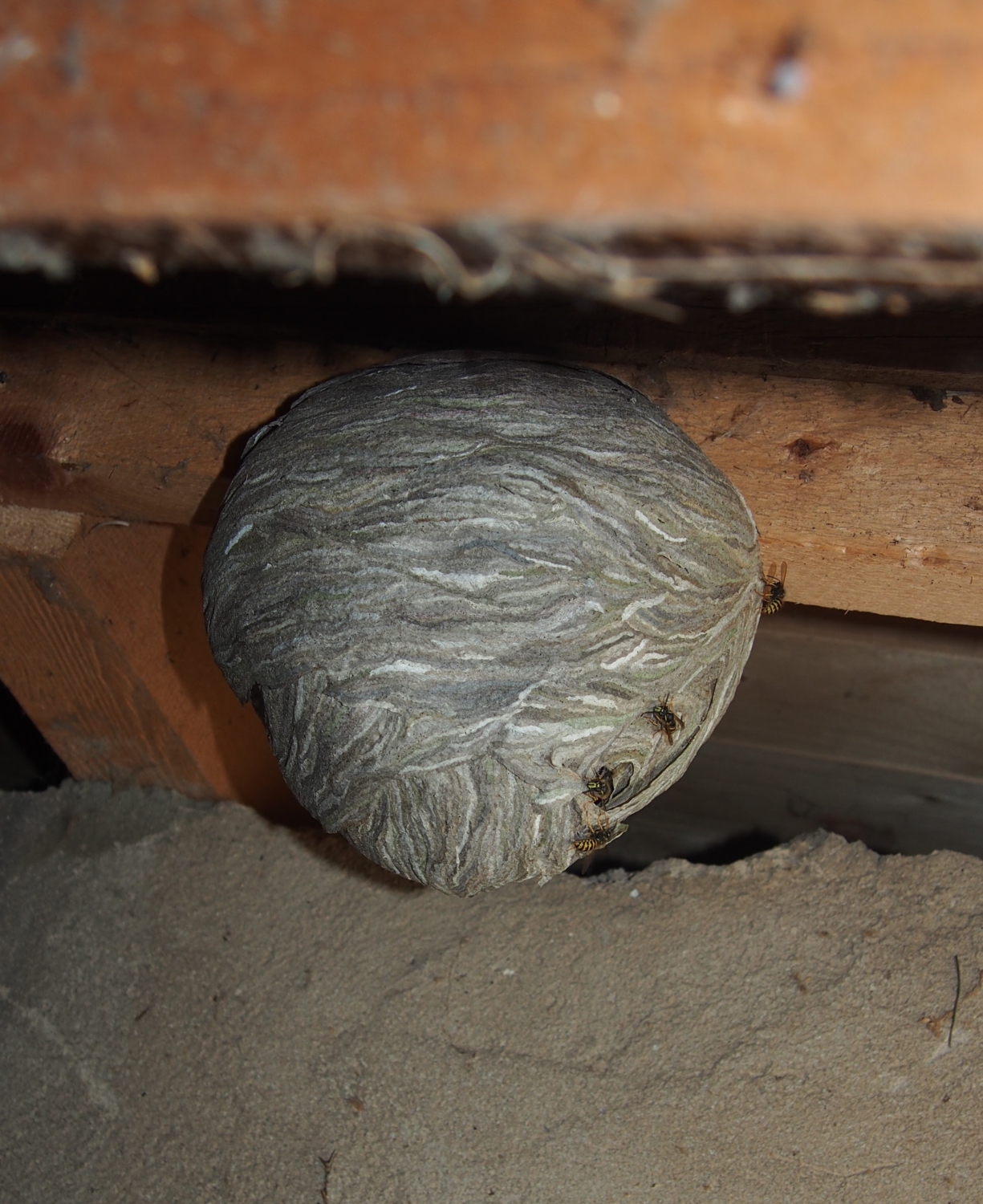 Das grau gestreifte Nest der Mittleren Wespe erreicht die Größe eines Fußballs und hängt frei. Charakteristisch ist der seitliche Eingang. Foto: Landratsamt Lichtenfels/Johanna Berels