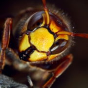 Keine Panik bei Wespen